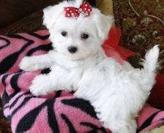 Two cute Maltese puppies