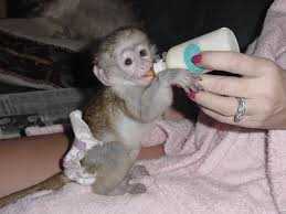 Beautiful Baby Capuchin Monkeys For Adoption