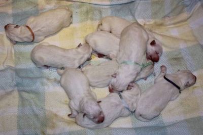 White Swiss Shepherd Dog purebred puppies FCI