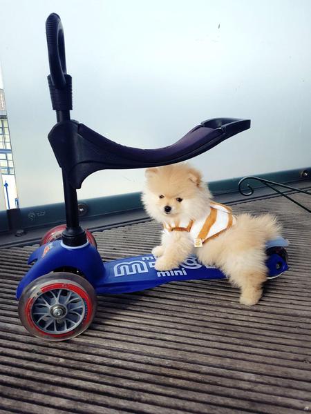 Stunning very cute pocket XS size teacup Pomeranian