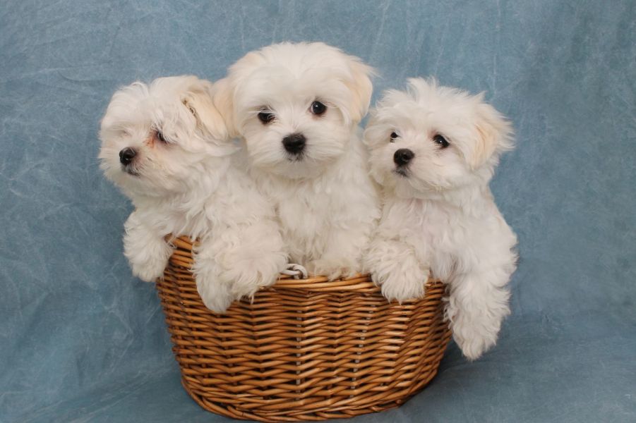 Maltese puppy for adoption
