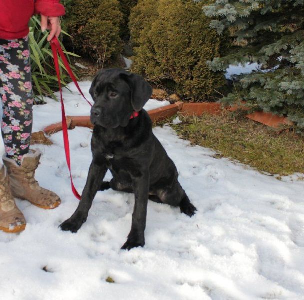 Cane Corso - puppies with FCI pedigree for sale