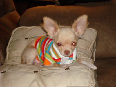 MALE AND FEMALE LONG HAIRED CHIHUAHUA PUPPIES