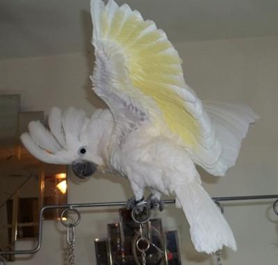 Pair Of Umbrella Cockatoos For Loving Home Sale.