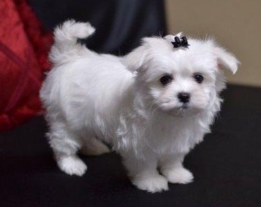 Teacup Maltese Adorable, lovable