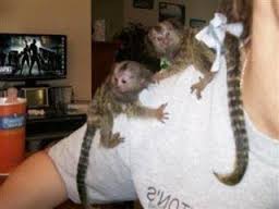 Babies  pygmy marmoset Capuchin monkeys for sale