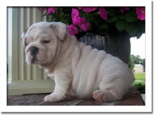 cute and charming english bull dog pup for free adoption