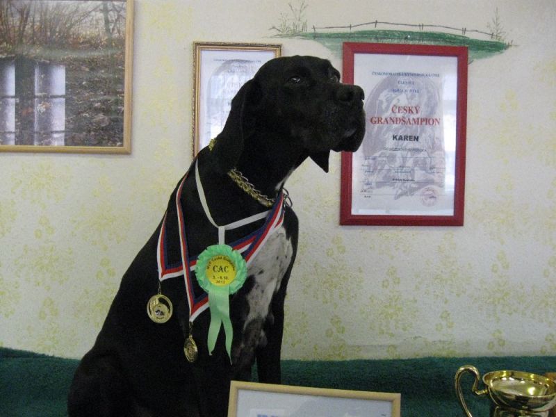 English Pointer puppies for sale 