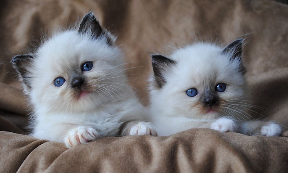 Vaccinated Radgoll, Himalayan kittens for sale