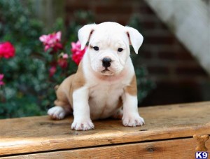 cute and most loving x-mas english bulldog puppies for sale 