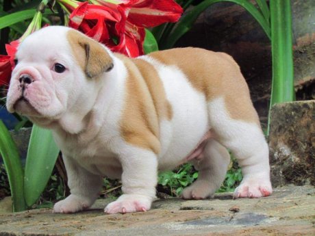 Gorgeous English Bulldog puppies