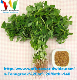 Fenugreek, An excellent herbal remedy.