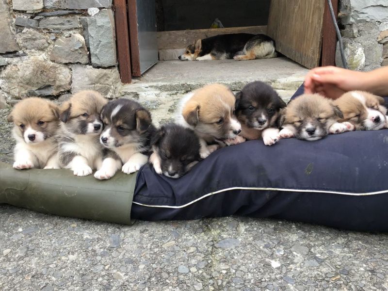 Stunning corgi puppies ready to leave .