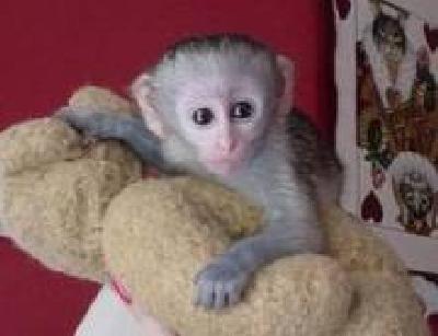   I Currently have Cute and well Trained baby Capuchin Monkey for adoption