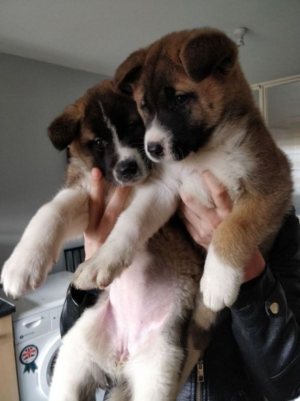 Cute and lovely Male and Female Akita puppies