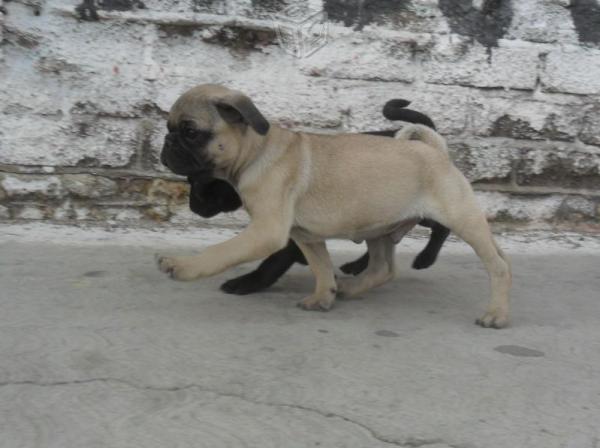 Beautiful KC Pug Puppies from Champion Dad & Mom