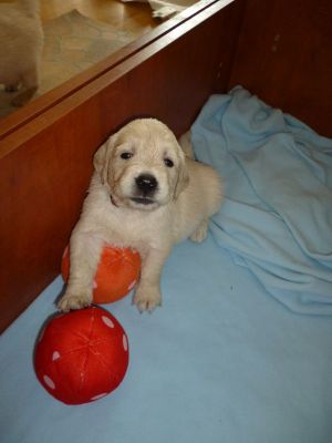 Puppies - Golden Retriever