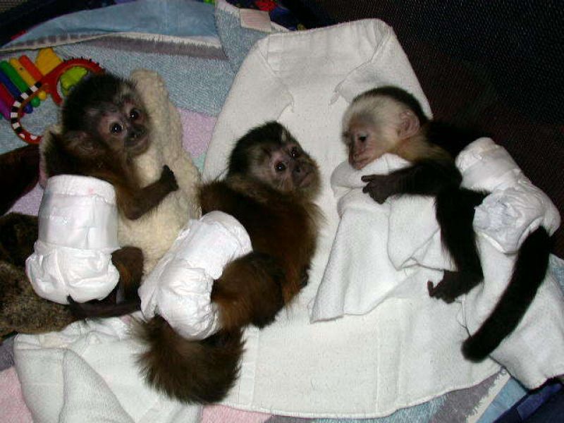 Cute and lovely royal capuchin monkey