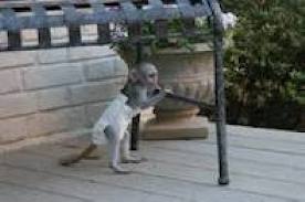 cute capuchin monkeys for adoption