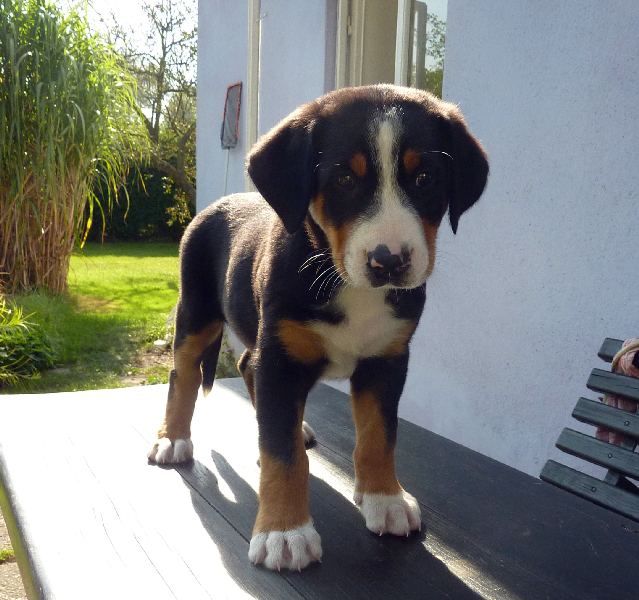 Greater Swiss Mountain Dog FCI puppies