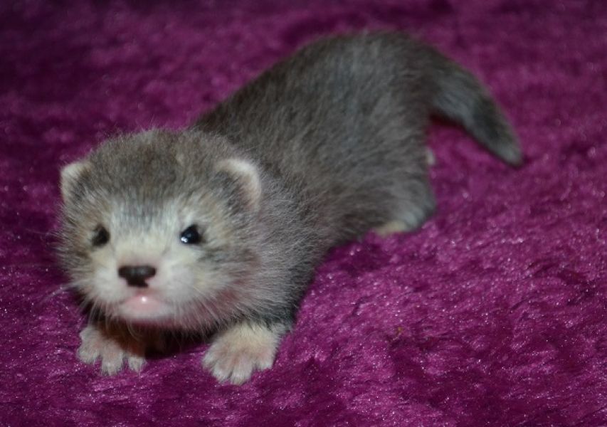 Ferret Angora – ½ Angora – Standard