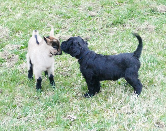 Black Russian Terrier - Puppies
