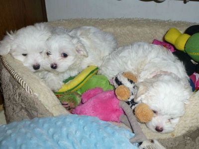cute teacup maltese for sale