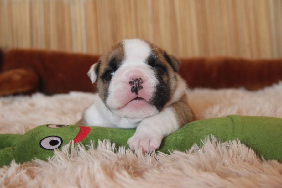 Beautiful English bulldog puppy