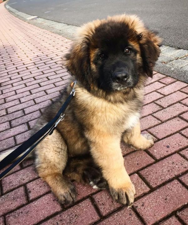 Leonberger puppy for sale
