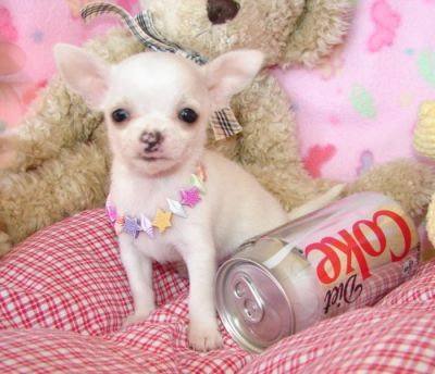 Teacup Chihuahua Puppies For Adoption