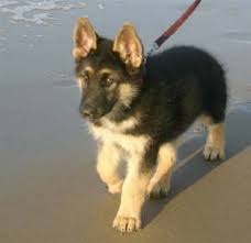 German shepherd puppies for sale 