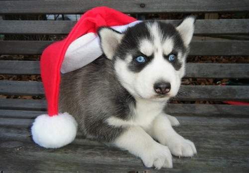 Siberian Husky Puppies with Blue Eyes