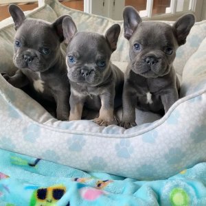 French bulldog puppies for sale .
