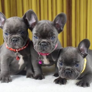 French bulldog puppies for sale .