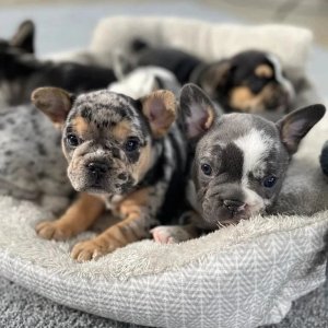 French bulldog puppies for sale .