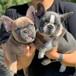 French bulldog puppies for sale .